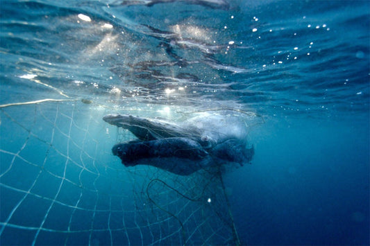 π¦β¨ Nets Out Now: Why Shark Nets Are Harming More Than Helping