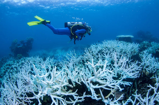 Queenslandβs Coral Reefs: Letβs Protect Our Underwater Wonderland