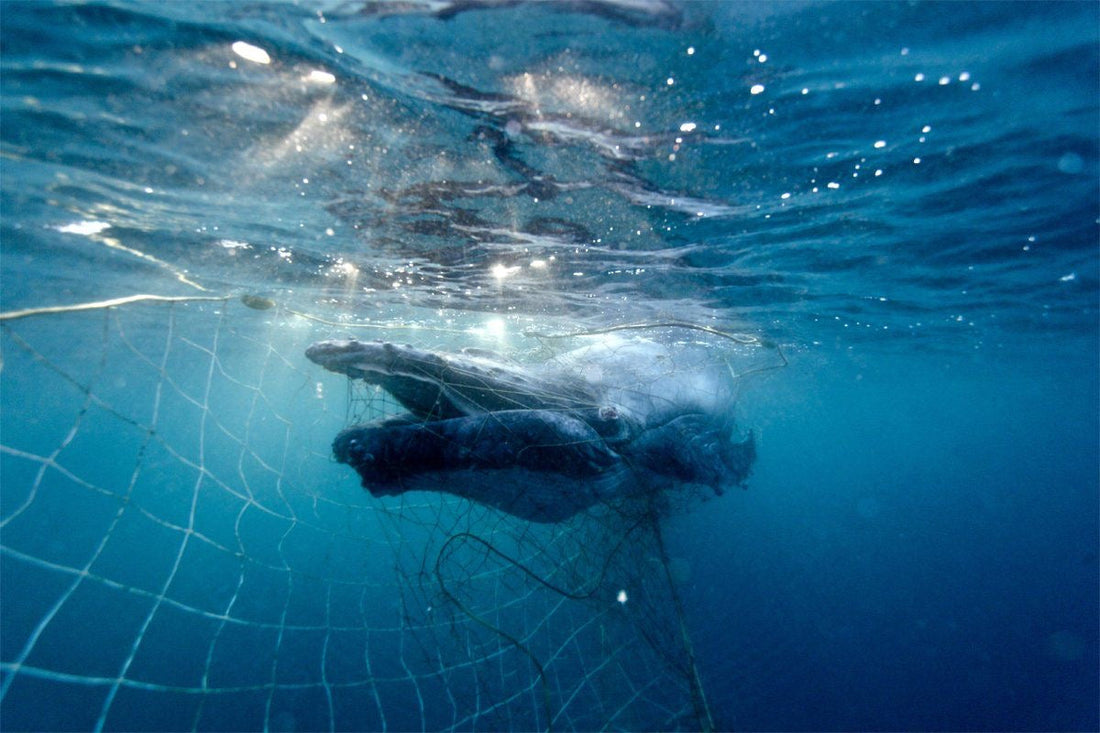 🦈✨ Nets Out Now: Why Shark Nets Are Harming More Than Helping
